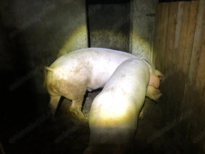 Vand porc Landrace Bacau 160-170Kg - imagine 4