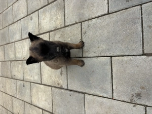 Ciobănesc beligian malinois