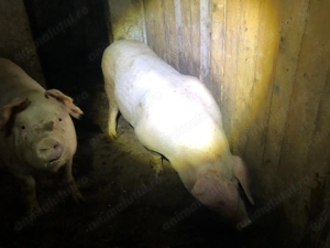 Vand porc Landrace Bacau 160-170Kg - imagine 3