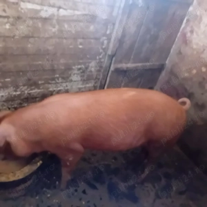 Vind  scoafa duroc pt. prasila sau sacrificat