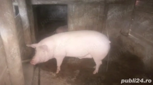 Vand porc crescut bio