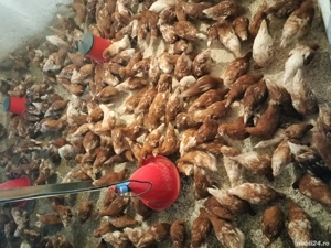 adăpători pui , curcani ,găini  etc - imagine 3