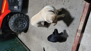 Pui de labrador  - imagine 3