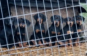 Catei de vanatoare copoi ardelenesc - imagine 3