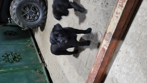 Pui de labrador  - imagine 2