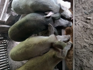 Vând grasuni proțap și porc mare Crăciun 15 ron negociabil  - imagine 4