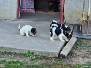 Disponibil - imagine 5