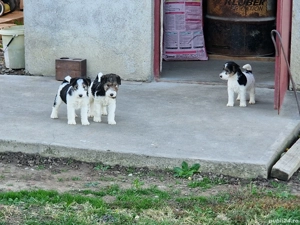 Disponibil - imagine 2