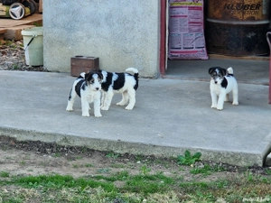 Disponibil - imagine 4