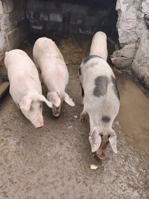 Mai Am un porc de vânzare 120 140k