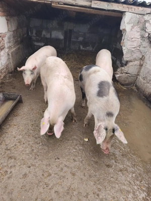 Mai Am un porc de vânzare 120 140k - imagine 2