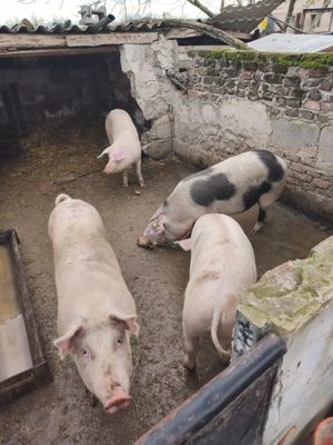 Mai Am un porc de vânzare 120 140k - imagine 3