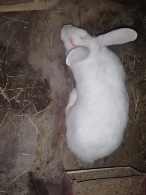 Vând iepuri de rasă 