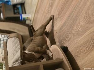 American Bully Micro!!!! - imagine 4