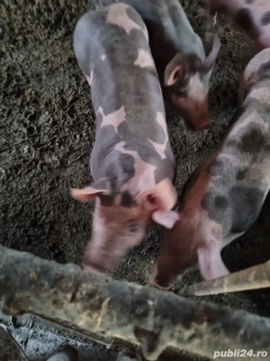 Vand purcei - imagine 2