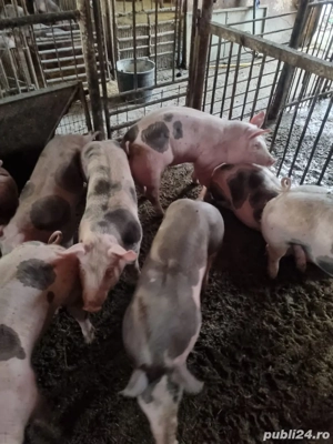 Vand purcei - imagine 3