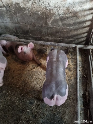 Vand purcei - imagine 4