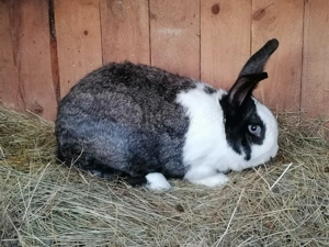 Vând iepuri de rasă 