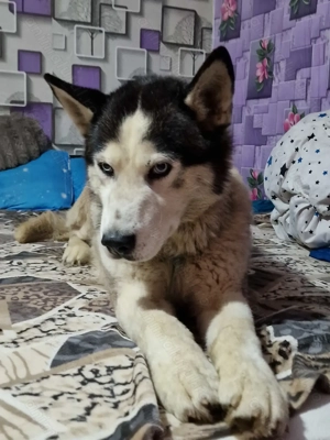 Catel husky siberian - imagine 4