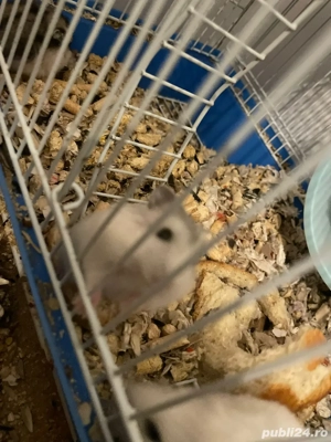 Hamsteri de vanzare  - imagine 2