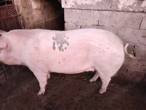 Porci de vânzare  - imagine 2