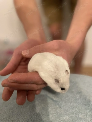 vând hamsteri!  - imagine 2