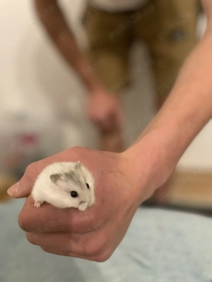 vând hamsteri!  - imagine 3