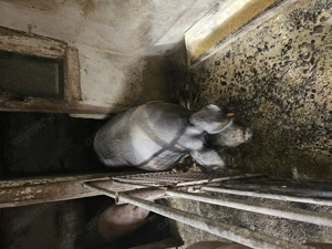 Vând Scroafă de 250 kg 13 lei kg - imagine 2