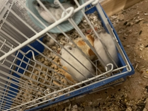 vând hamsteri!  - imagine 5