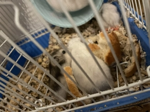 vând hamsteri!  - imagine 4