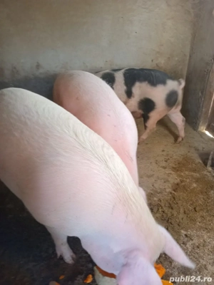 Porci 150-220kg - imagine 2