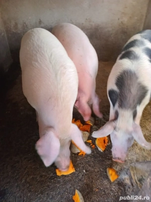 Porci 150-220kg - imagine 3
