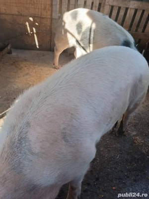 Porci 150-220kg - imagine 4