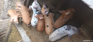 De vânzare  - imagine 2