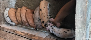 De vânzare  - imagine 3