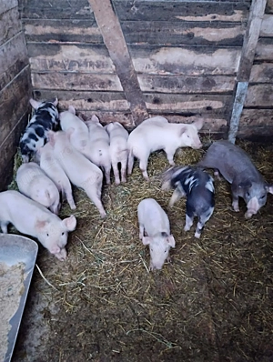 Purcei de vanzare - Diferite Marimi - imagine 2