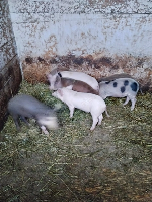 Purcei de vanzare - Diferite Marimi - imagine 3