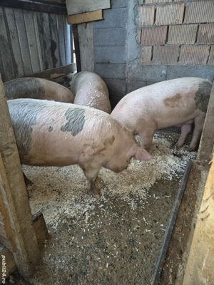 Porci de vânzare! - imagine 2