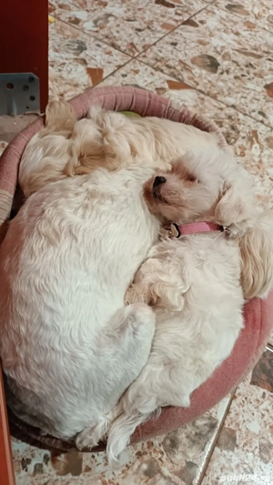 Vand bichon o fetita si un băiețel  - imagine 4