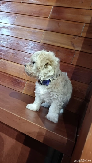 Vand bichon o fetita si un băiețel  - imagine 2