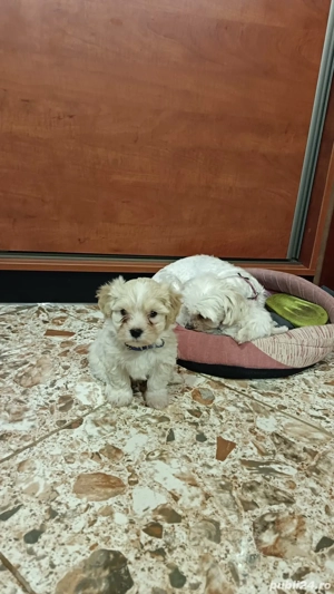 Vand bichon o fetita si un băiețel  - imagine 3