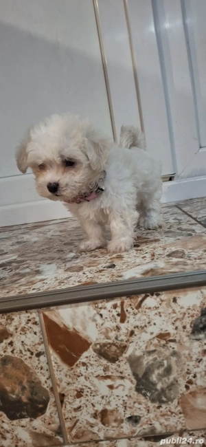 Vand bichon o fetita si un băiețel  - imagine 5