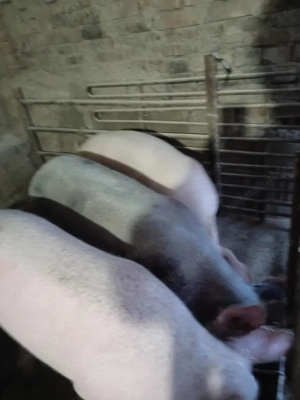 Vând trei porci 130-180 kg, crescuți eco. 