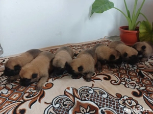 ciobănesc belgian malinois 