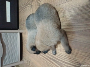 rezervare ciobănesc belgian malinois - imagine 2