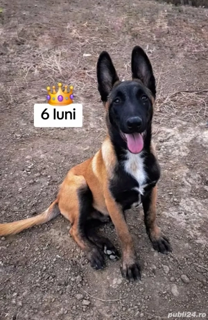 rezervare ciobănesc belgian malinois - imagine 3