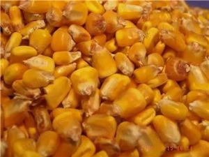 Vand Porumb Boabe 2025 - Uscat