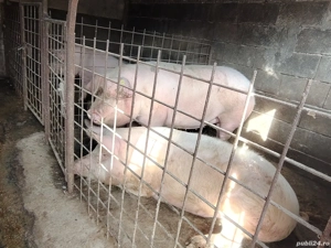 Vand porci  - imagine 2