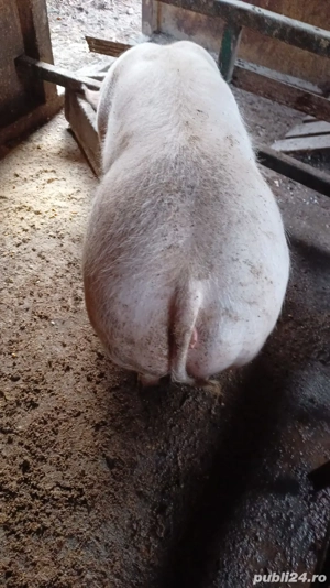 vând porci  - imagine 4
