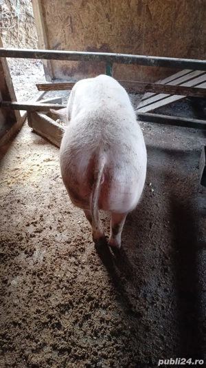 vând porci  - imagine 5
